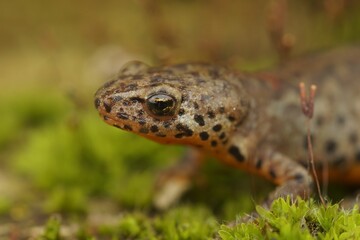 Canvas Print - Adorable alpine newt (Ichthyosaura alpestris) in the stone in closeup