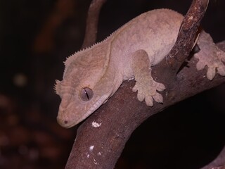 Poster - Closeup on the crested gecko or eyelash gecko, Rhacodactylus cilliatus