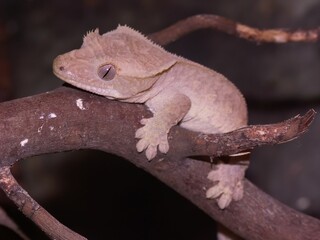 Sticker - Closeup on the crested gecko or eyelash gecko, Rhacodactylus ciliatus