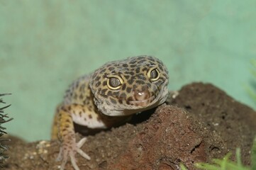 Sticker - Closeup on the head of a common leopard gecko , Eublepharis macularius in a terrarium