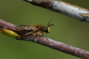 Canvas Print - Adorable Andrena standing on the branch in closeup