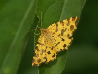 Closeup of a speckled yellow (Pseudopanthera macularia) on a green leaf