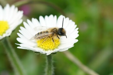 Poster - Closeup on a cute female yellow legged mining bee, Andrena flaipes, sitting on a white flower