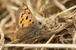 Closeup shot of the Small copper butterfly (Lycaena phlaeus) on the blurred background