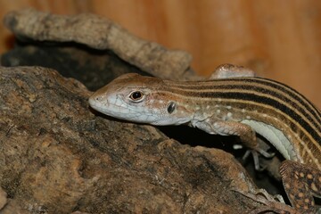 Canvas Print - Closeup of six -striped longtailed Asian grass lizard,Takydromus sexlineatus in a terrarium