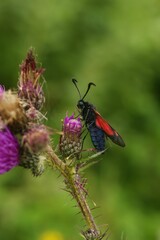 Canvas Print - loseup on a colorful five spot burnet moth, Zygaena trifolii, sitting on purple thistle