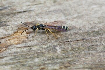 Canvas Print - Closeup on one of the larger Cephid wasps, Phylloecus xanthostoma, sitting on a piece of wood