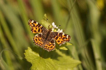 Sticker - Closeup on the spring color varioant of the Orange Map Butterfly, Araschnia levana with open wings