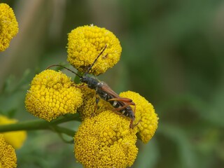 Canvas Print - Closeup on a stenopterus rufus longhorn beetle bug on yellow Tansy flower, Tanacetum vulgare