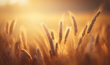  A Close Up Of A Wheat Field With The Sun Shining Through The Ears Of The Stalks Of The Wheat In The Foreground, With A Blurry Background Of The Grass.  Generative Ai