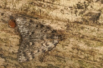 Poster - Detailed closeup on a large tabby or grease geometer moth, Aglossa pinguinalis sitting wood