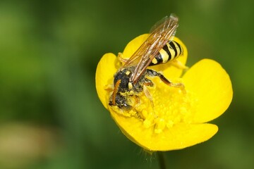 Canvas Print - Closeup on a Marsham's nomad bee, Nomada marschamella in a yellow buttercup flower