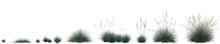 3d Illustration Of Set Festuca Glauca Grass Isolated On Transparent Background