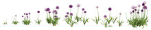 3d Illustration Of Set Allium Hollandicum Grass Isolated On Transparent Background, Human Eye Angle