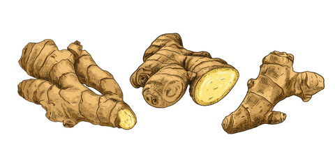 Poster - Hand drawn fresh whole ginger root and cut. View from different angles. Vector illustration isolated on white background.