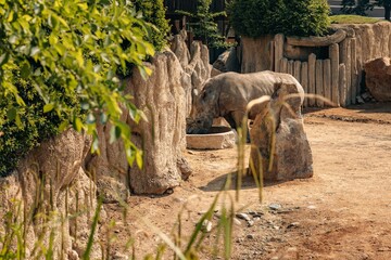 Poster - White rhinoceros in the zoo. Cumiana, Turin, Italy.