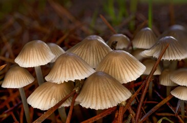 Sticker - close-up macro shot of a group of brown mushrooms, Mycena vitilis , with dark background