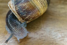 Close-up Of A Snail On A Wooden Table
