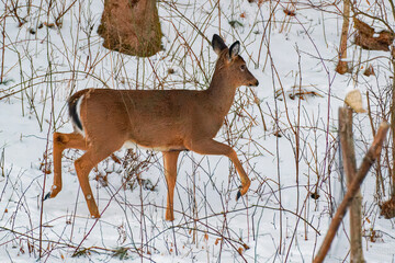 Sticker - A young deer, probably a doe, walks through the woods on our property in Windsor in Upstate NY. A lone deer walks in the snow this winter looking for food.