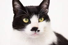 Black White Cat With Black Nose Close Up Portrait.