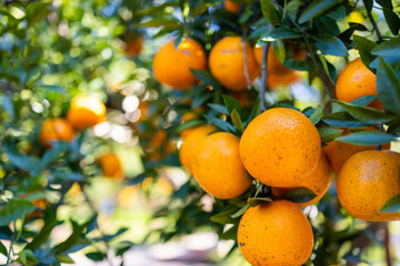 Wall Mural - Orange tree in orange garden