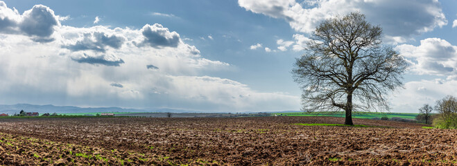 Canvas Print - Baum auf einem umgepflügten Acker