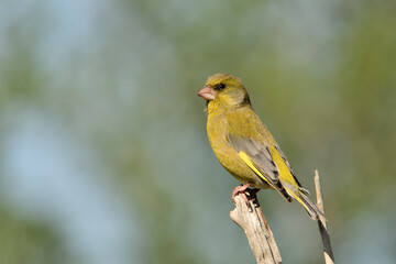  verderón europeo o verderón común (Chloris chloris)​