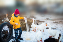 A Child Feeds Grain To Geese In A Snowy Spring Countryside