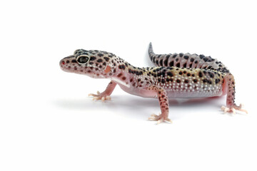 Fat-tailed geckos isolated on white background, leopard gecko lizard, eublepharis macularius