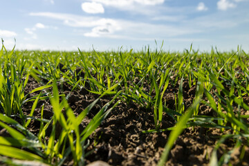 Winter wheat variety covered with dew drops