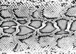 © Dmytro - Snake print Vector Illustration, EPS