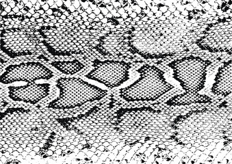 snake print vector illustration, eps