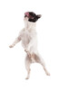 French Bulldog jumping