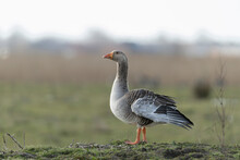 Graylag Goose Profile Photo Details