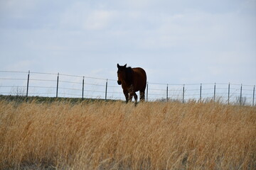 Poster - Brown Horse in a Farm Field