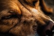 The dog closes his eyes. Pay attention, animal. Generative AI