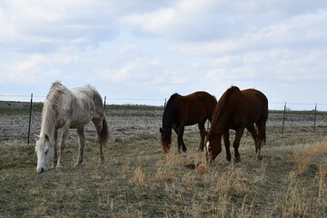 Wall Mural - Horses