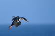 Imperial Shag (Phalacrocorax atriceps albiventer) carrying vegetation to be used as nesting material on Sea Lion Island in the Falkland Islands