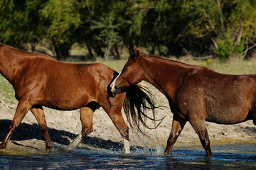 Wall Mural - Pair of sorrel horses in farm field of rural Texas for agriculture or western industry.
