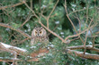 Long-eared owl - Asio Otus. Wise owl sitting on on a coniferous tree in winter with snow. Wildlife nature in Europe.