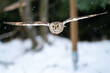 Long-eared owl flying direct to the camera in cold snowing winter forest. Frozen motion of bird flight.