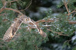 Long-eared owl flying in cold snowing winter forest. Frozen motion of bird flight with spread wings. Asio Otus.
