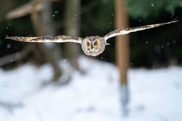 Wall Mural - Long-eared owl flying direct to the camera in cold snowing winter forest. Frozen motion of bird flight.
