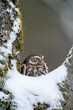 Little owl sitting in the hollow of a snowy tree.