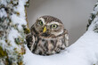 Curious little owl look from snowy tree to the left. Athene noctua