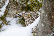 Curious little owl hidden in snowy. Natural owl habitat with using mimicry to hide. Athene noctua