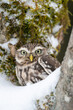 Closeup little owl hidden in snowy nature. Mimicry of the owl and tree. European natural habitat.