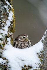 Wall Mural - Little owl sitting in the hollow of a snowy tree.