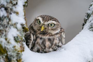 Wall Mural - Curious little owl look from snowy tree to the left. Athene noctua