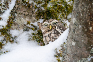 Wall Mural - Curious little owl hidden in snowy. Natural owl habitat with using mimicry to hide. Athene noctua